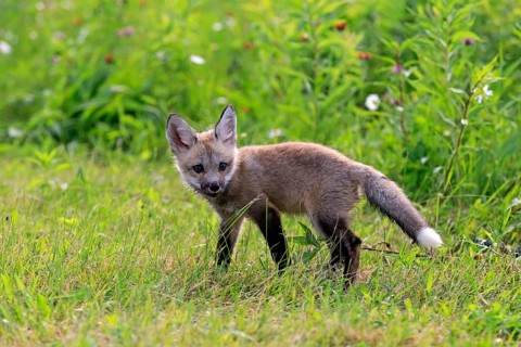 Eastern American Red Fox (Vulpes vulpes fulvus)