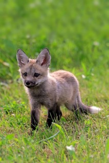 Eastern American Red Fox (Vulpes vulpes fulvus)