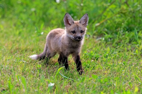 Eastern American Red Fox (Vulpes vulpes fulvus)