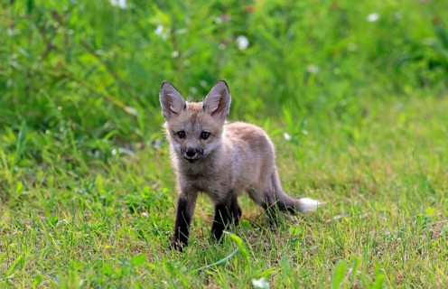 Eastern American Red Fox (Vulpes vulpes fulvus)
