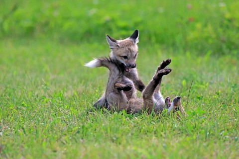 American red foxes (Vulpes vulpes fulvus)