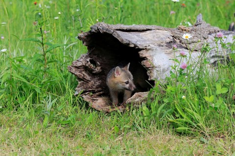 Gray fox (Urocyon cinereoargenteus)