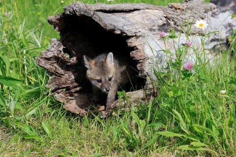Gray fox (Urocyon cinereoargenteus)