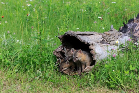 Gray foxes (Urocyon cinereoargenteus)