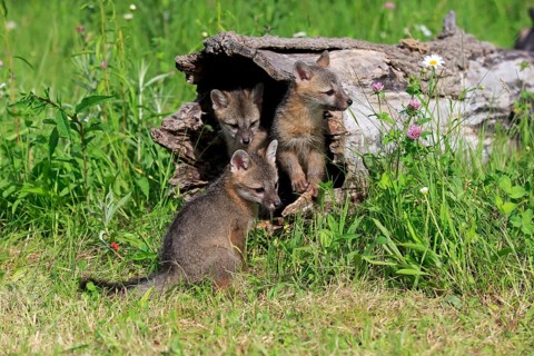 Gray foxes (Urocyon cinereoargenteus)