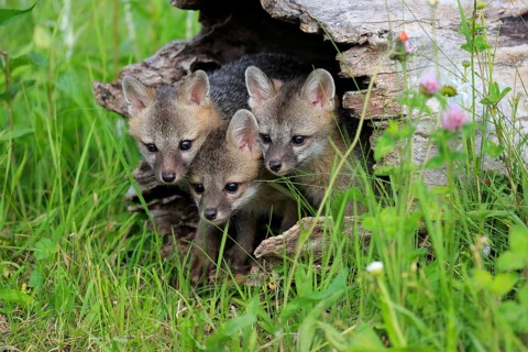 Gray foxes (Urocyon cinereoargenteus)