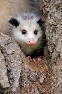 Virginia Opossum (Didelphis virginiana)