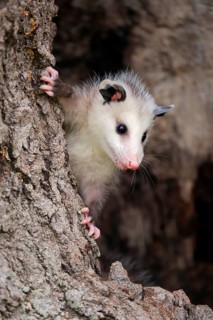 Virginia Opossum (Didelphis virginiana)
