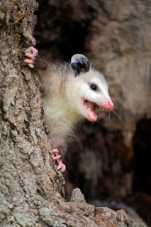 Virginia Opossum (Didelphis virginiana)