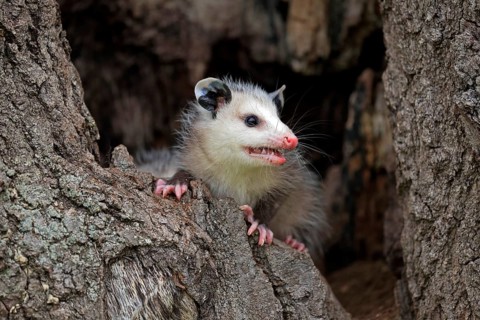 Virginia Opossum (Didelphis virginiana)