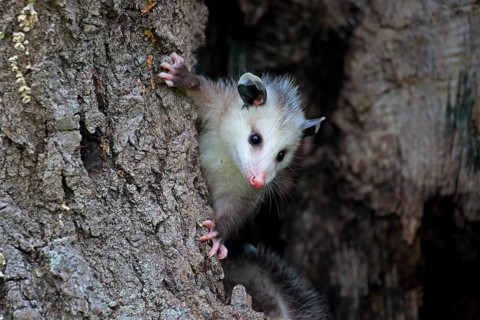 Virginia Opossum (Didelphis virginiana)