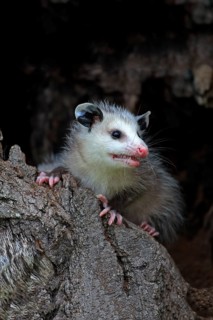 Virginia Opossum (Didelphis virginiana)