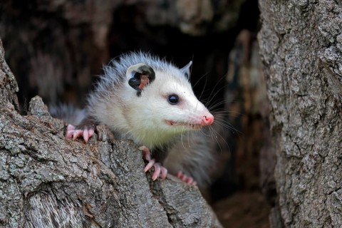 Virginia Opossum (Didelphis virginiana)