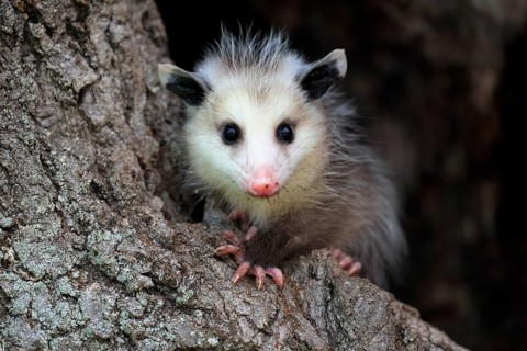 Virginia Opossum (Didelphis virginiana)