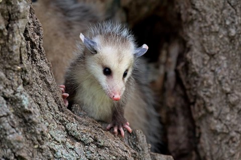 Virginia Opossum (Didelphis virginiana)