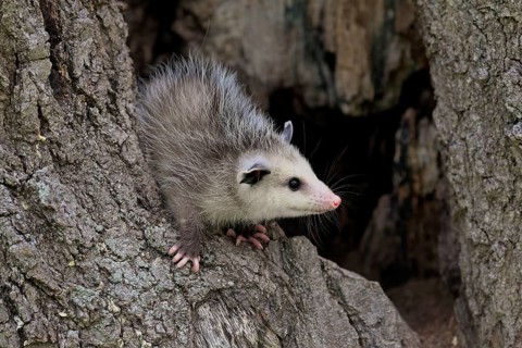 Virginia Opossum (Didelphis virginiana)