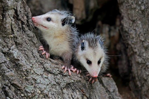 Virginia Opossum (Didelphis virginiana)