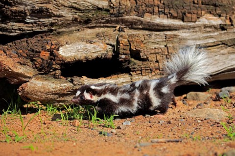 Eastern spotted skunk (Spilogale putorius)