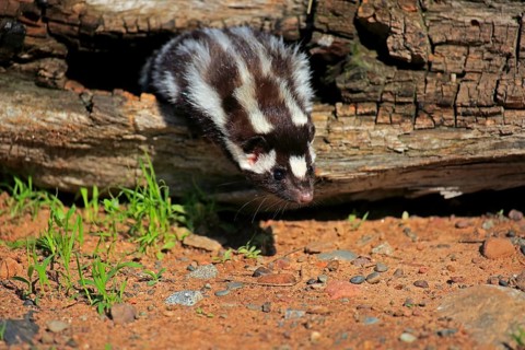 Eastern spotted skunk (Spilogale putorius) looks out of rotten trunk