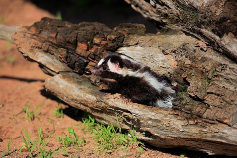 Eastern spotted skunk (Spilogale putorius) looks out of rotten trunk