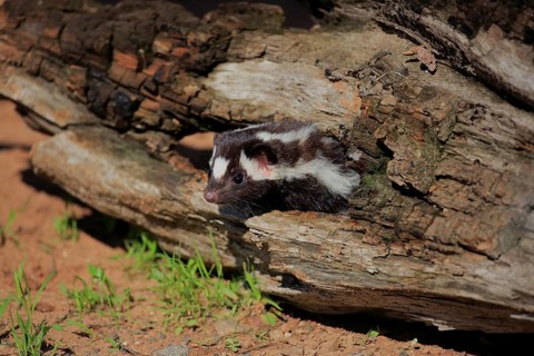 Eastern spotted skunk (Spilogale putorius) looks out of rotten trunk