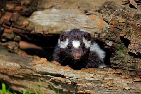 Eastern spotted skunk (Spilogale putorius) looks out of rotten trunk