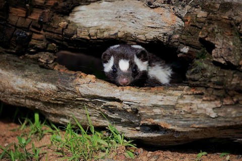 Eastern spotted skunk (Spilogale putorius) looks out of rotten trunk