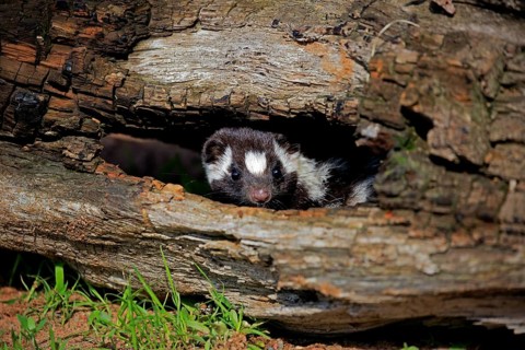 Eastern spotted skunk (Spilogale putorius) looks out of rotten trunk
