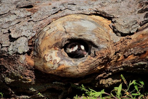 Eastern spotted skunk (Spilogale putorius) looks out of rotten trunk