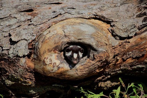 Eastern spotted skunk (Spilogale putorius) looks out of rotten trunk