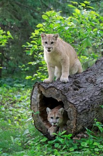 Two cougars (Puma concolor)