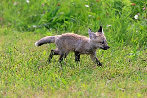 Eastern American Red Fox (Vulpes vulpes fulvus)