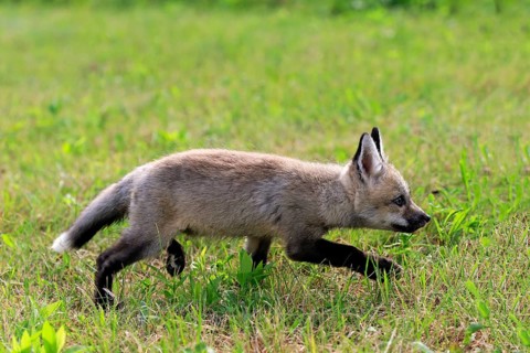 Eastern American Red Fox (Vulpes vulpes fulvus)