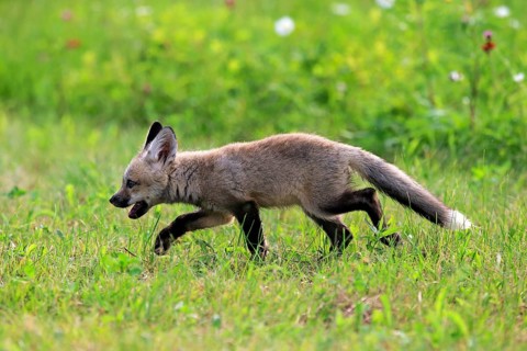 Eastern American Red Fox (Vulpes vulpes fulvus)