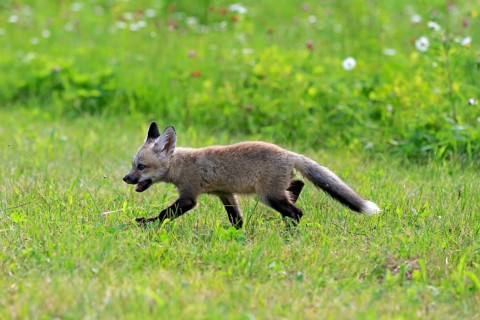 Eastern American Red Fox (Vulpes vulpes fulvus)