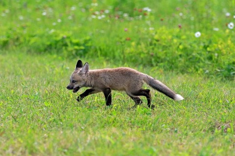 Eastern American Red Fox (Vulpes vulpes fulvus)