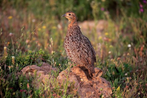 Grey-winged francolin (Francolinus africanus)