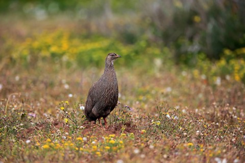 Cape spurfowl (Francolinus capensis)