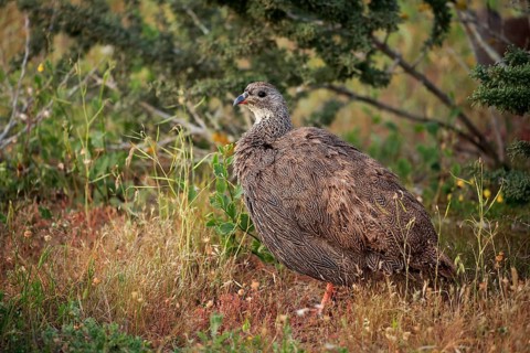 Cape spurfowl (Francolinus capensis)