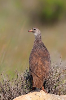 Cape spurfowl (Francolinus capensis)