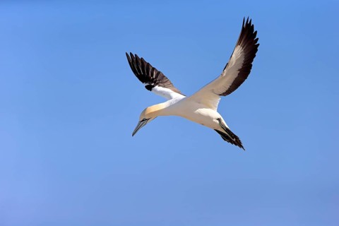 Cape Gannet (Morus capensis)