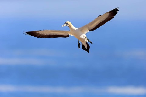Cape Gannet (Morus capensis)