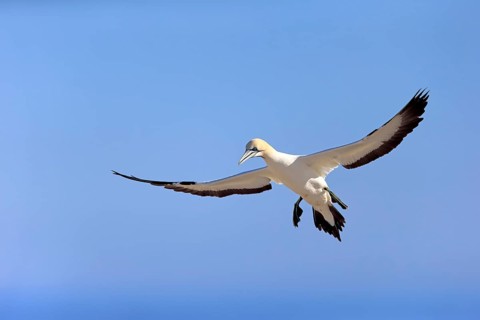 Cape Gannet (Morus capensis)