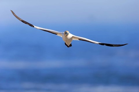Cape Gannet (Morus capensis)