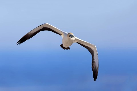 Cape Gannet (Morus capensis)