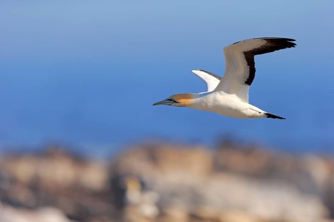 Cape Gannet (Morus capensis)