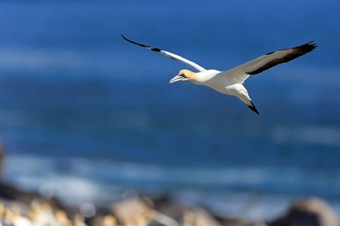 Cape Gannet (Morus capensis)
