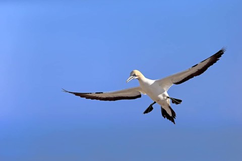 Cape Gannet (Morus capensis)