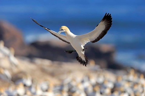 Cape Gannet (Morus capensis)