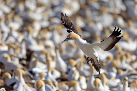Cape Gannet (Morus capensis)